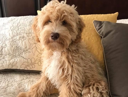 Small teddy bear store schnoodle